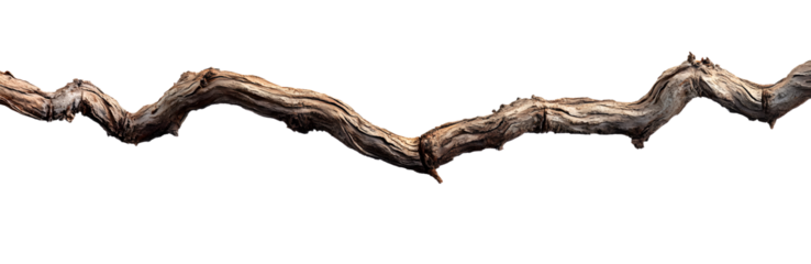 A vine with rugged texture that is twisted and dry is isolated on a white background.