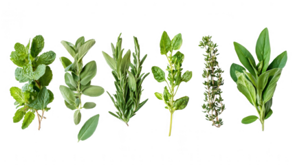 Freshly picked herbs gathered together showcasing their rich green colors and aromatic scents for culinary use
