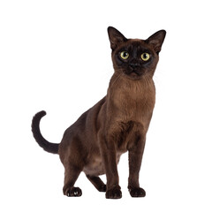 Excellent type adult Burmese cat, standing up facing front. Looking towards camera. Isolated cutout on a transparent background.