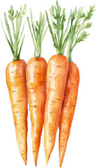 Carrot watercolor painting isolated on transparent background.