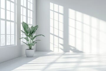 Minimalist sunlit room with large plant and shadows by window