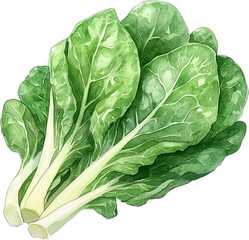 Romaine watercolor painting isolated on transparent background.