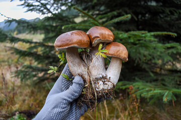 A family of three porcini mushrooms in a hand against a blurred background of a forest edge.