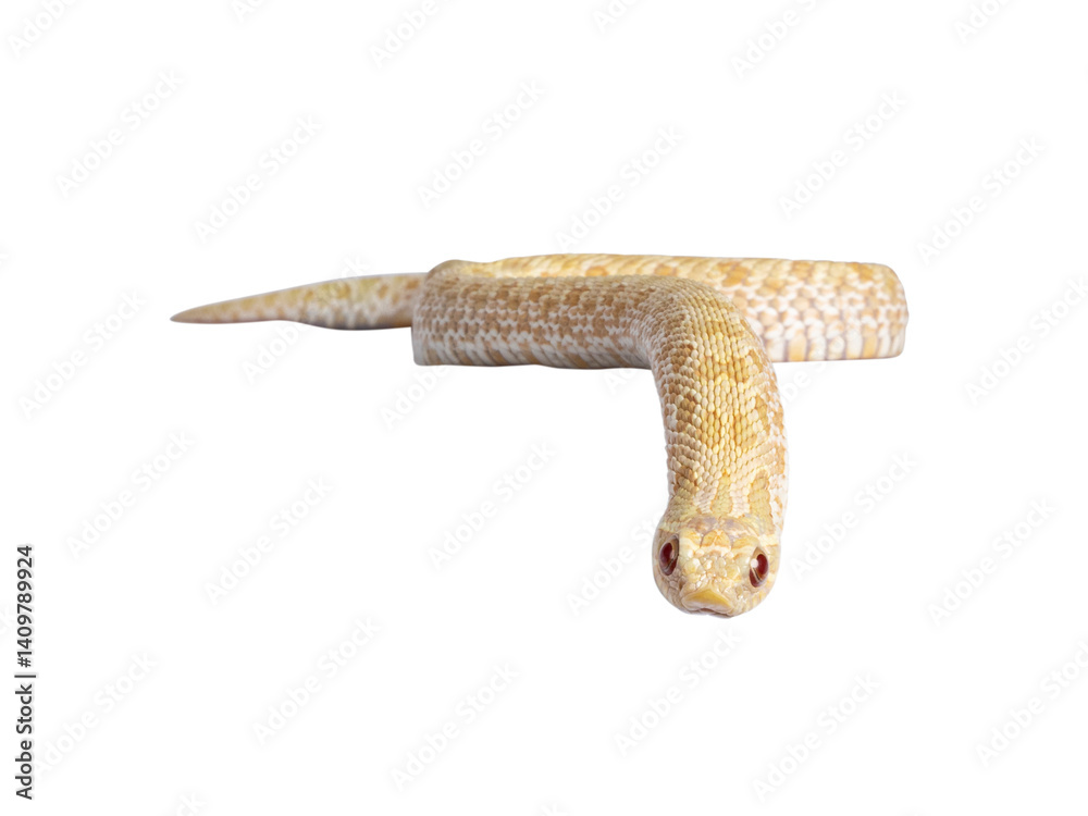 Aufkleber front view of young albino hognose snake moving over edge. isolated cutout on a transparent backgrou