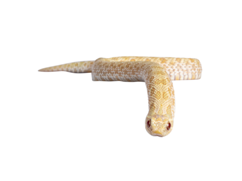 Front view of young albino hognose snake moving over edge. Isolated cutout on a transparent background.