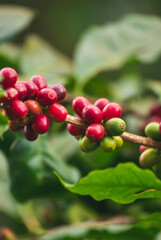 Vertical Horizon Ripe Red coffee bean berry plant fresh seed coffee tree growth green eco organic farm. Vertical red ripe seed robusta arabica berries harvest coffee garden. Fresh green coffee bean
