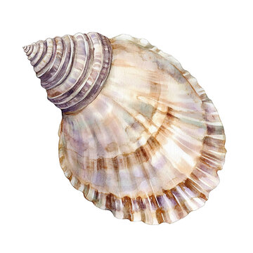 seashell isolated on PNG background