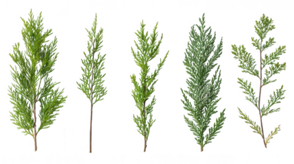 A gorgeous collection of various rosemary plants showcasing their unique shapes and fragrant leaves in natural light