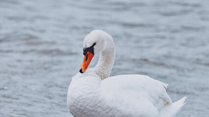 Swans in nature at Örby ängar in Helsingborg, Sweden.