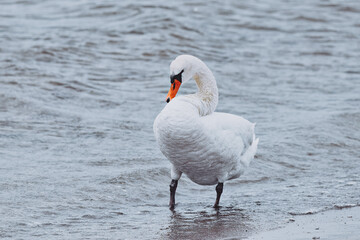 Swans in nature at Örby ängar in Helsingborg, Sweden.