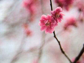 4月に咲いた紅い梅の花「江南所無（コウナンショム）」