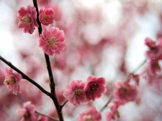 4月に咲いた紅い梅の花「江南所無（コウナンショム）」