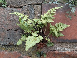 Black Spleenwort fern (Asplenium adiantum-nigrum) growing on an urban wall