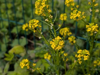 Obraz premium Flowers of a Winter-cress (Barbarea)