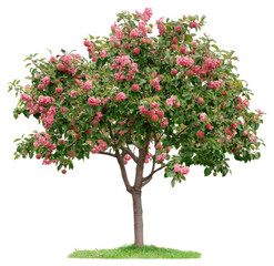 Obraz premium PNG Real blooming apple tree blossoms leaves leaf.