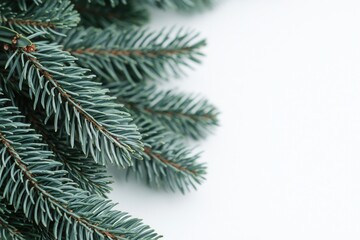 Obraz premium Close colorado of spruce blue up branches creating a festive border on a clean white background, perfect for holiday themed designs