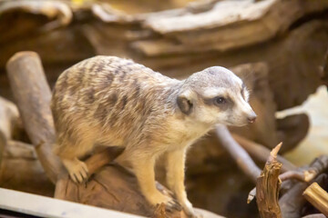 A meerkat (Latin Suricata suricatta) sitting on a tree trunk against a background of rocks on a clear sunny day. Animals are mammals of zoos.