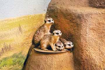 A group of Meerkats (Latin Suricata suricatta) sitting on the edge of a cliff on a clear sunny day. Animals are mammals of zoos.