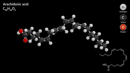 Arachidonic Acid molecule. Molecular structure. Formula: C20H32O2. Chemical model: Ball and stick. Black background. 3D illustration.
