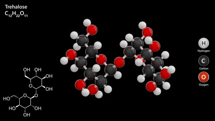 Trehalose molecule. Disaccharide. Molecular structure. Formula: C12H22O11. Chemical model: Ball and stick. Black background. 3D illustration.