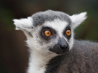 Obraz premium Ring-tailed lemur sitting alert with a green blurred background, showcasing its iconic black-and-white tail and expressive eyes in a natural setting.