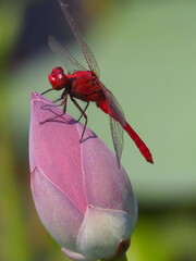 A vivid red dragonfly rests delicately on top of a closed lotus bud, showcasing its transparent wings and striking color in a natural setting.