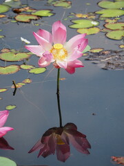 Pink lotus flower blooming on a calm pond with reflection in water and surrounding green lily pads