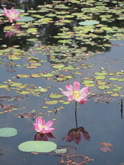Pink lotus flower blooming on a calm pond with reflection in water and surrounding green lily pads