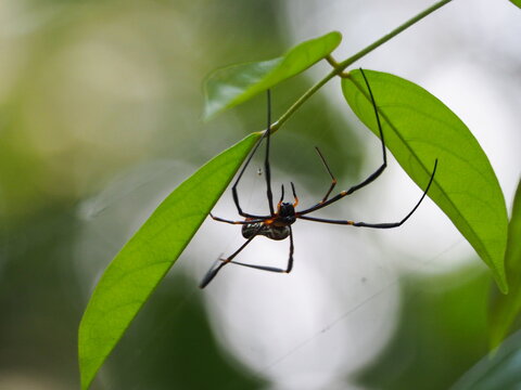 Large spider hanging from green leaves in a tropical forest with blurred background - Powered by Adobe