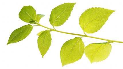 Naklejka premium Branch of a tree adorned with fresh green leaves showcasing nature's beauty and the essence of organic growth