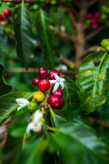 Coffee Blooming Season: The Beginning of a Perfect Cup