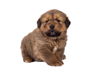 Adorable baby Tibetan Mastiff dog puppy, sitting up side ways. Looking towards camera. Isolated cutout on a transparent background.