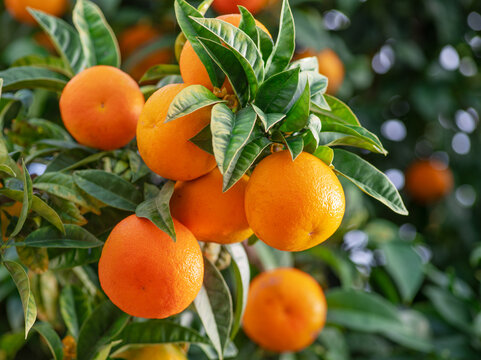 Tangerine tree branch or Citrus tangerina completely covered with ripe fruits close up. Great harvest in the orchard.