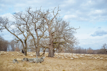 The ancient oaks of the Breite Forest, Sighisoara, Transylvania, Romania: Sheep graze beneath bare trees on a cloudy day