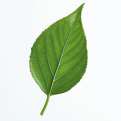Obraz premium Isolated close up image of a vibrant green leaf with detailed veins shown