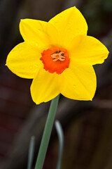 Rain drops on a daffodil
