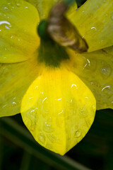 Rain drops on a daffodil