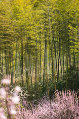 A Vibrant Bamboo Forest with Spring Blossoms