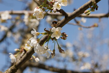 Frühling im Garten und in der Natur