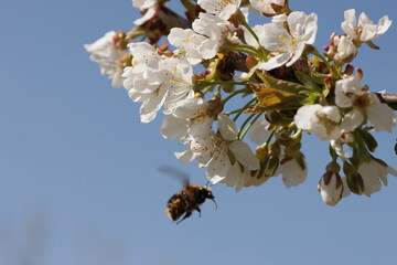 Fr&uuml;hling im Garten und in der Natur