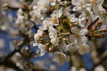 Fr&uuml;hling im Garten und in der Natur