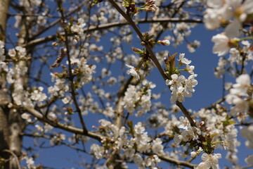 Frühling im Garten und in der Natur