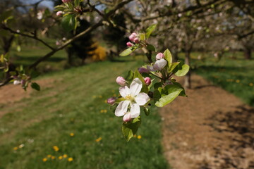Fr&uuml;hling im Garten und in der Natur