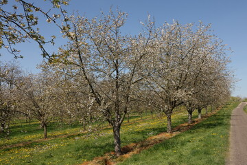 Frühling im Garten und in der Natur
