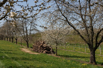 Fr&uuml;hling im Garten und in der Natur
