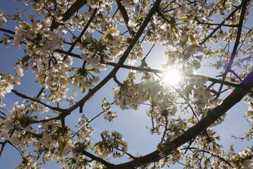 Frühling im Garten und in der Natur
