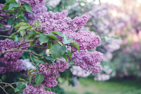 Blooming purple lilac flowers on branches in a garden. Outdoor nature photography