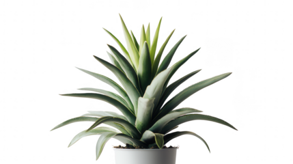 A green plant potted in a simple container creating an inviting atmosphere for home decor and natural aesthetic appeal