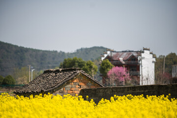 Rural Landscape of Mustard Fields and Traditional Houses