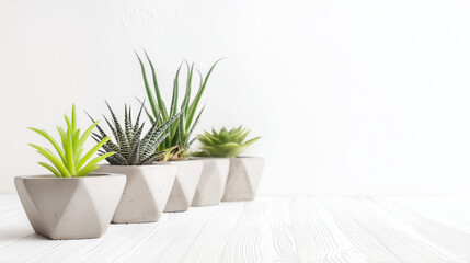 Green succulents arranged in modern pots on a minimalist background  